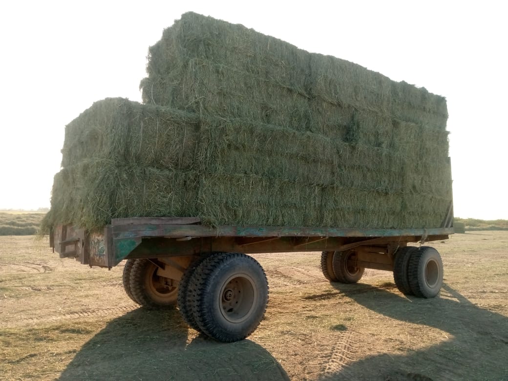 Wheat waste suppliers